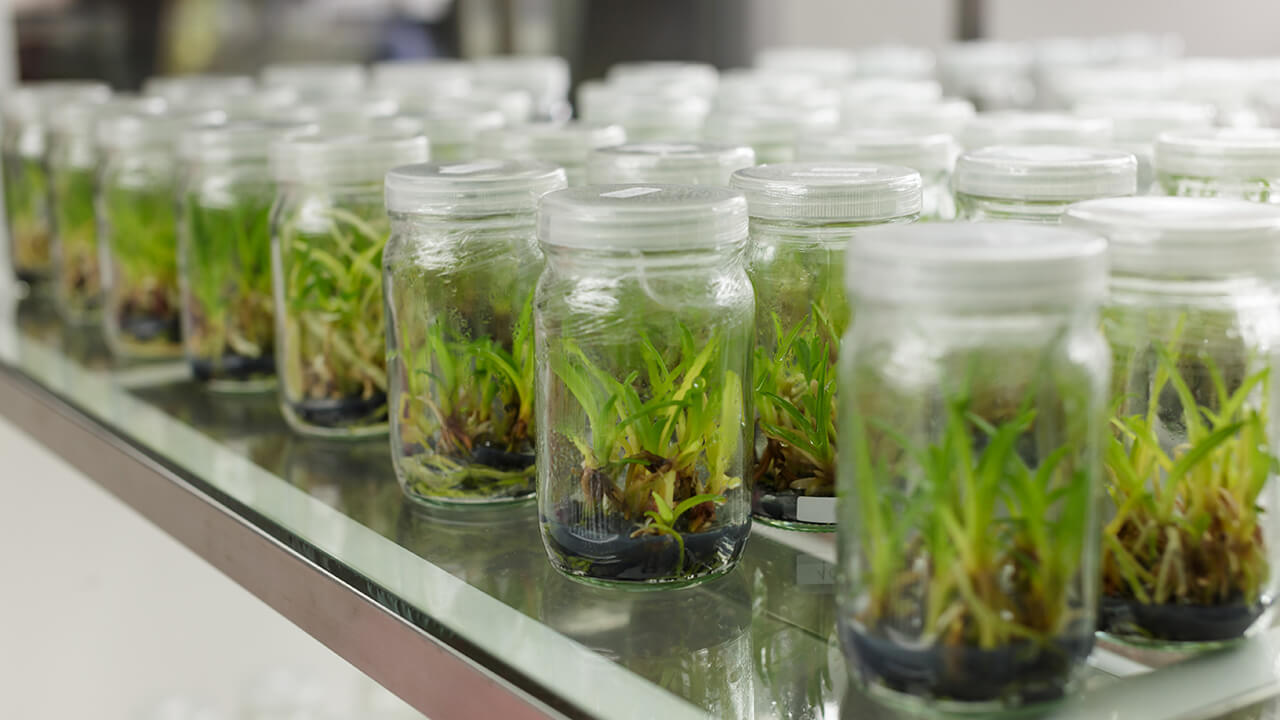 Cultivation Consumables For PTC Plant Breeding Labs Lab Associates