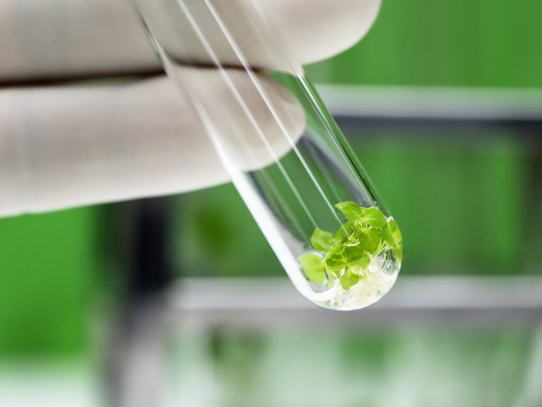 Plant Tissue Culture Media For Labs Lab Associates