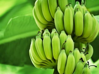Los antibióticos pueden evitar que se generen grandes pérdidas en la producción alimenticia como, por ejemplo, en la producción de plátanos, debido a los virus.