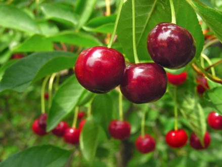 Bacterial infections, mold and yeast infections, for example on cherry trees, could be suppressed by antibacterials.