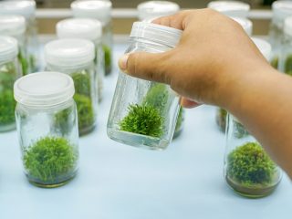 Los tarros de vidrio son adecuados para transformar células en tejido vegetal y se utilizan con composiciones de medios a medida, para un crecimiento más rápido y fuerte.