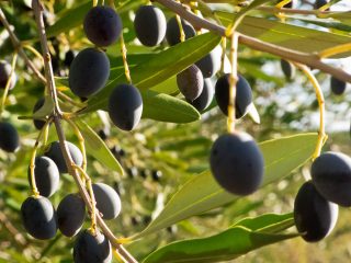 Los olivos también necesitan sal, pero si las sales no se combinan correctamente, pueden dañar la planta o el árbol.