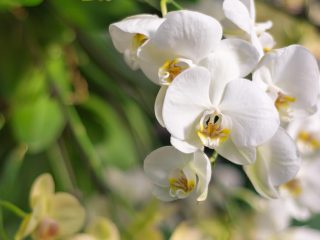 Las peptonas constituyen una fuente natural de aminoácidos, proteínas y péptidos. Las peptonas se utilizan en medios de cultivo, por ejemplo, para cultivar orquídeas.