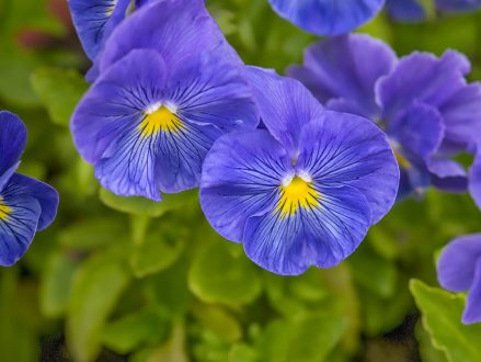 This specially designed blue petunia with star needed the right amount of energy during its culture process.