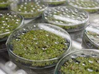 La agarosa se extrae de las algas marinas. La matriz de gel fabricada con agarosa está especialmente indicada para la electroforesis de ácidos nucleicos.