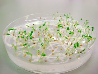 Las placas de Petri suelen llenarse con un medio de cultivo para estimular el crecimiento de las células.