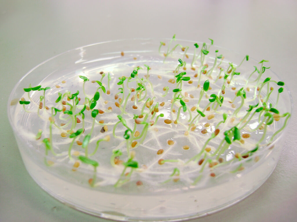 Plant-tissue-culture-in-a-petri-dish image