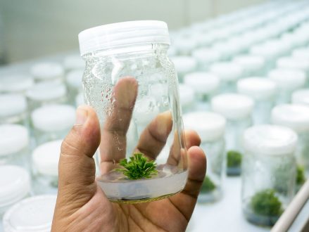 Les plantes ne peuvent pas pousser dans un médium sans agar-agar ou autre gélifiant car le médium de croissance ne serait par assez épais.