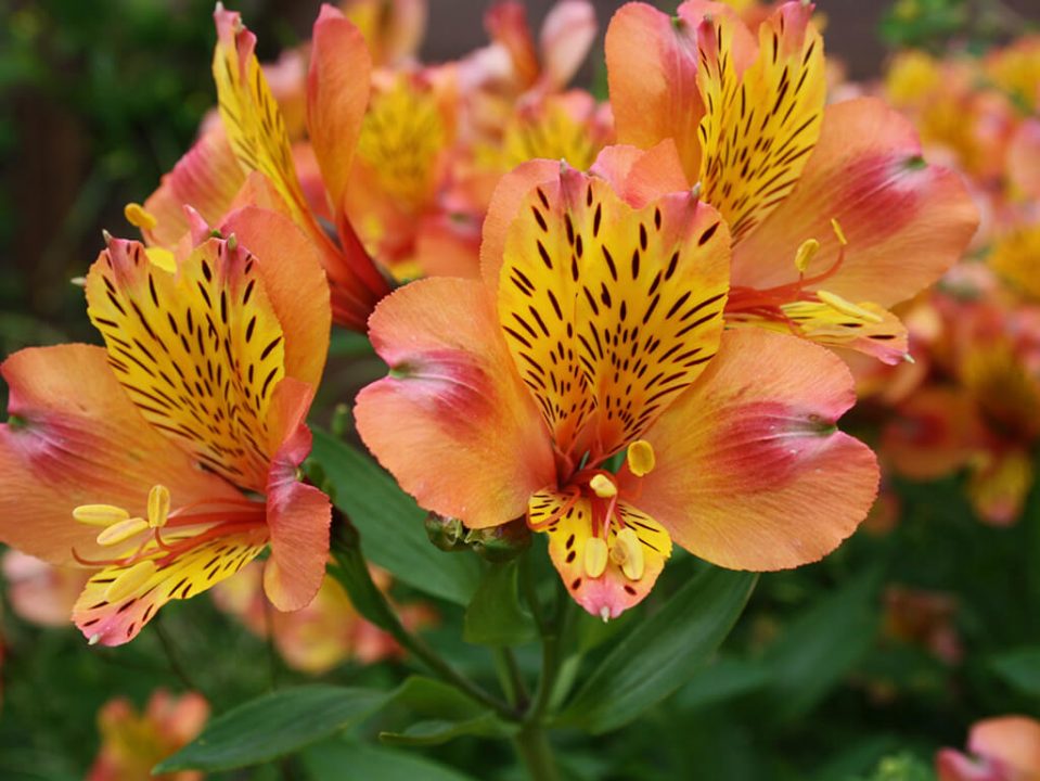 In order to ensure that plants, like this Alstroemeria, are as strong and healthy as possible, vitamins are used in PTC.