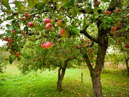 Medium with salts combined with vitamins can enhance growth. And, for example, bigger Apple trees , can produce more fruits.