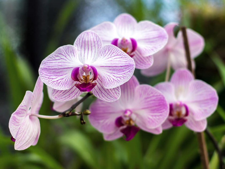 Peptones are commonly used in media to stimulate growth. For example to grow flowers, like this Floricone Phalaenopsis.