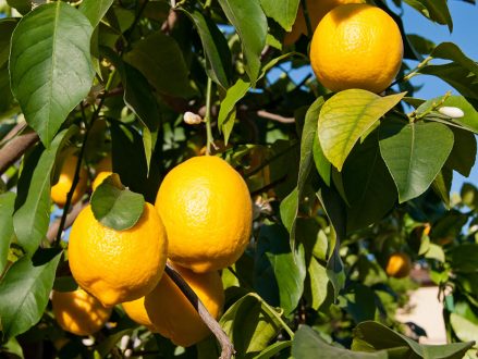 A través de la micropropagación, por ejemplo, estamos creando un clon de un limonero que produce frutas de muy buena calidad.