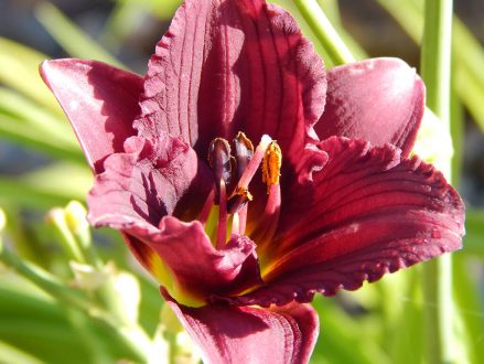 Chemicals, could, for example, enhance the colors of flowers like these lilies.