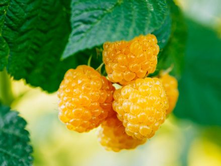 These yellow raspberries are a good example of fruits that are modified through plant tissue culture.