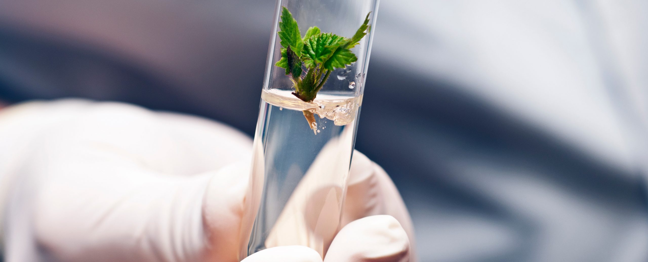 Plant Tissue Culture Jobs Singapore