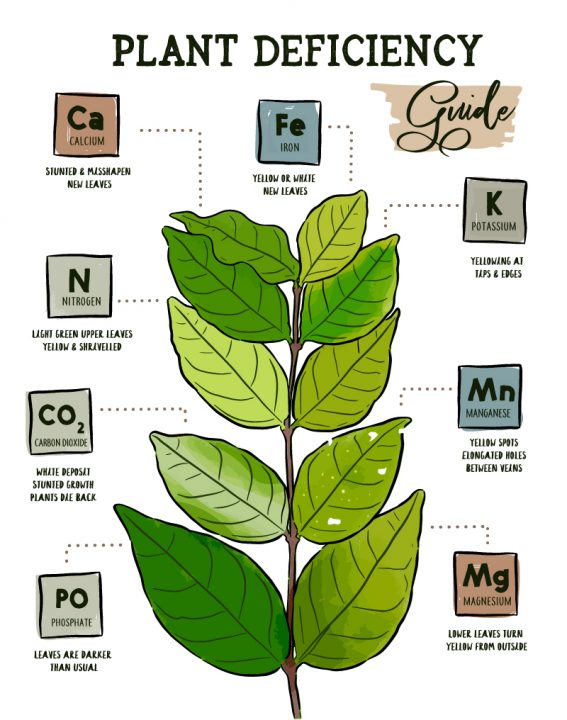 nutrient deficiencies in micropropagation