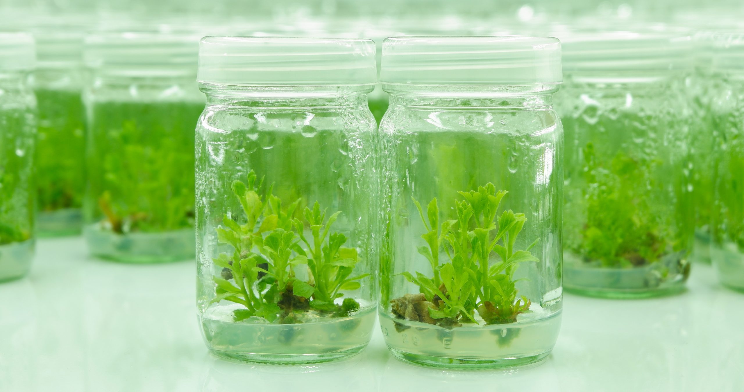 Plant Tissue Culture Media Preparation