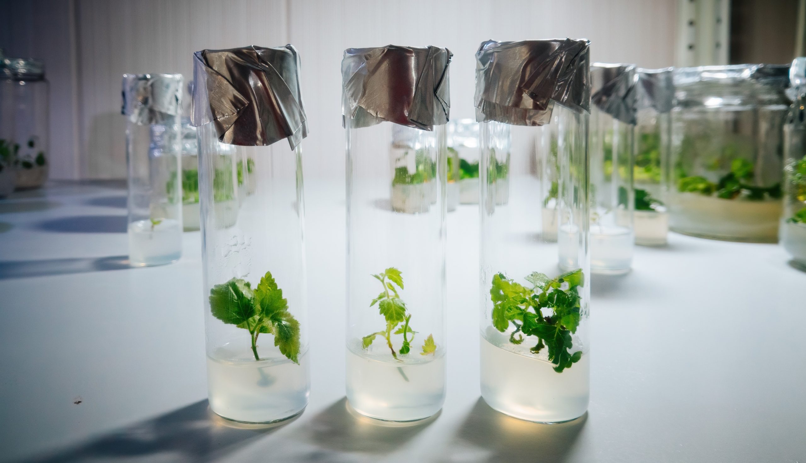 Plant Tissue Culture Pdf Download