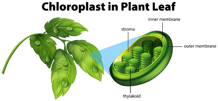 Zoom-in from a plant leaf to show chloroplast structure. Depicting outer and inner membrane, stroma and disc-like structures called thylakoids.