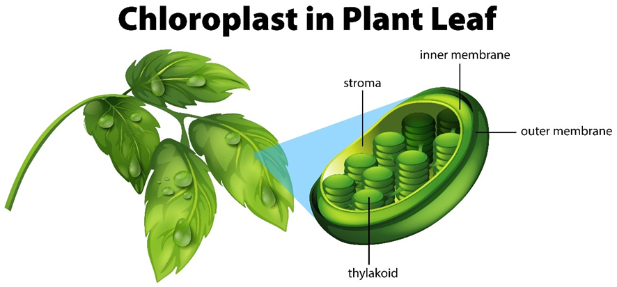 What Is The Role Of Chloroplast In A Leaf Cell