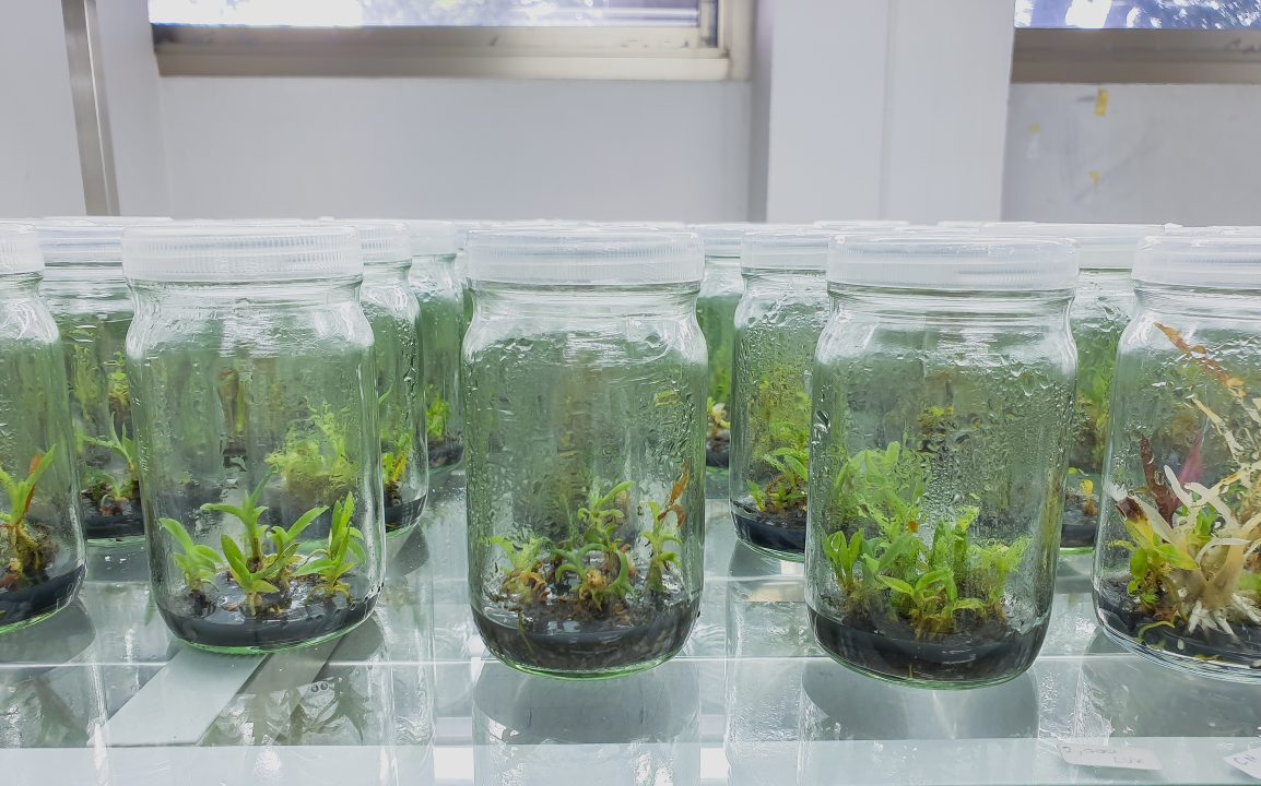 Phenotypic abnormalities in plant tissue culture experiment, due to somaclonal variation?