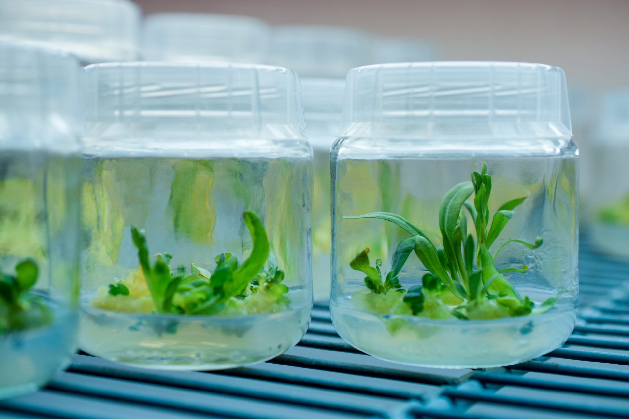 Plant Tissue Culture Media And Practices An Overview - Printable ...