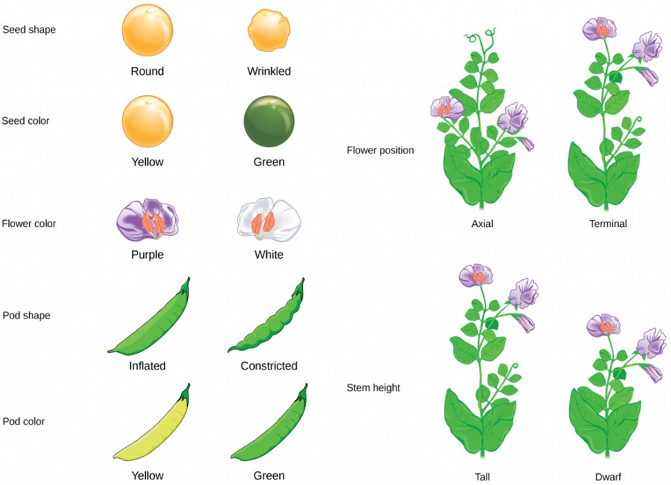 Plant genotype - the genetic identity - Lab Associates