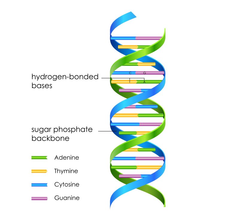 molecular biology and genomics