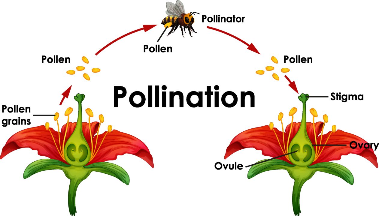 Modes of reproduction in plants