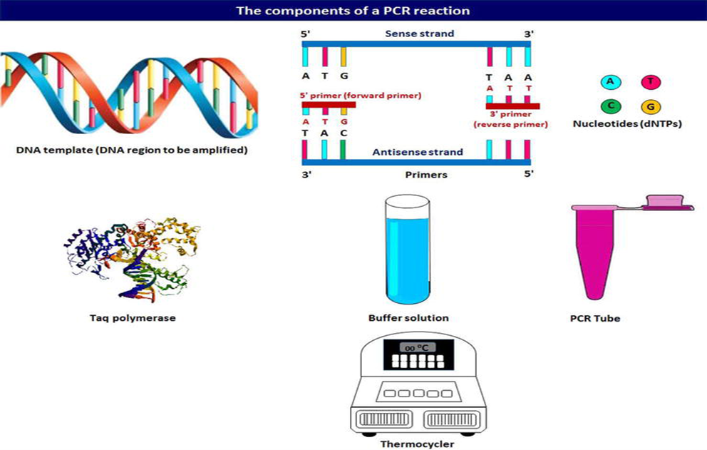 pcr-a-dna-copy-machine-lab-associates