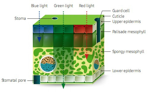 Schematic figure on adsorption of monochromatic light in colours blue, green, red 